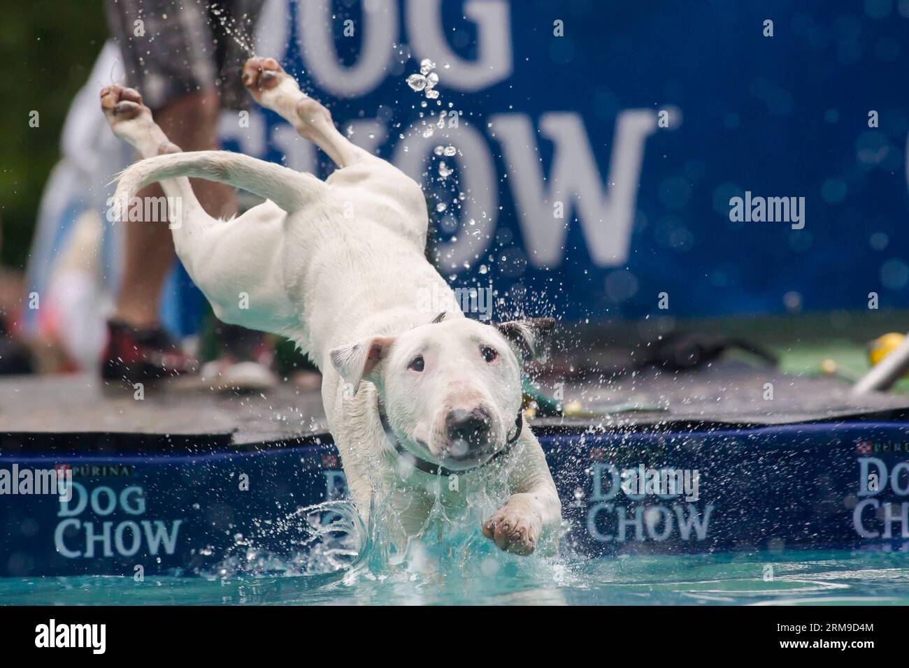 BUDAPEST, 18 maggio 2014 (Xinhua) -- Un cane si tuffa in acqua durante una gara di immersioni a Budapest, in Ungheria, il 18 maggio 2014. Le immersioni con i cani sono attività sportive nel tempo libero che mettono alla prova l'abilità dei cani. Il proprietario lancia un giocattolo in piscina e il cane salta in acqua per recuperarlo. Alcuni cani lo apprezzano, mentre altri semplicemente saltano il compito. Le regole del concorso vietano rigorosamente ai proprietari di lanciare i cani in acqua. E' un gioco che il cane deve godere e vuole cooperare. (Xinhua/Attila Volgyi)(ctt) UNGHERIA-BUDAPEST-DOG DIVING PUBLICATIONxNOTxINxCHN Budapest 18 maggio 2014 XINHUA a Dog jumps int Foto Stock