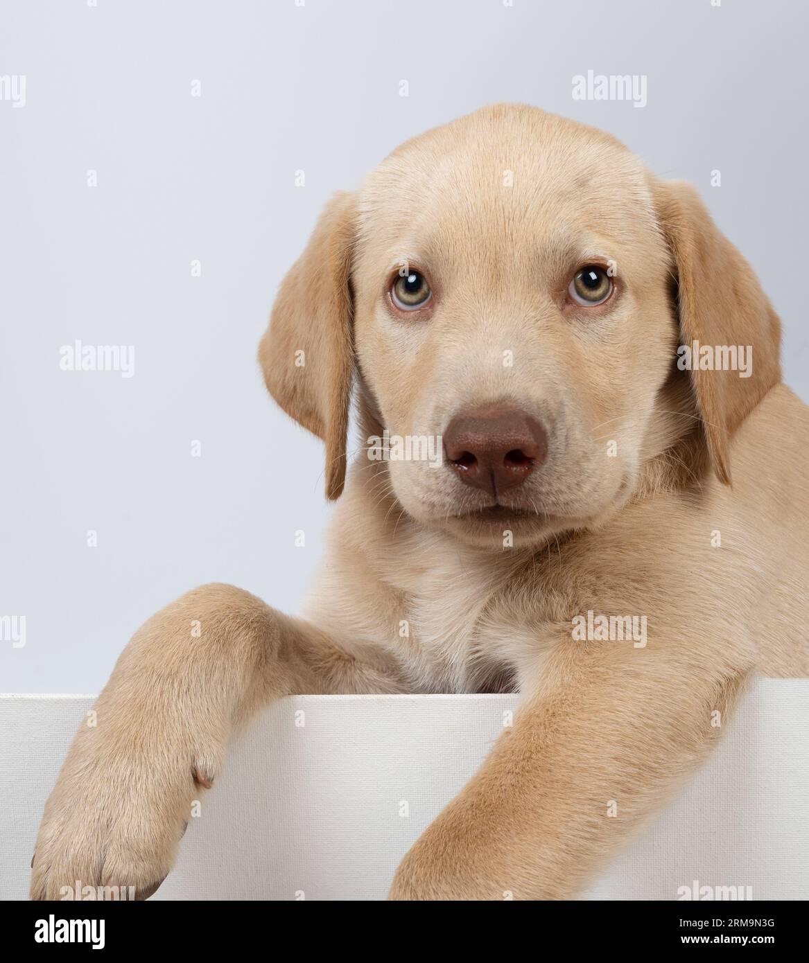 Vista ravvicinata del cucciolo labrador di colore marrone Foto Stock