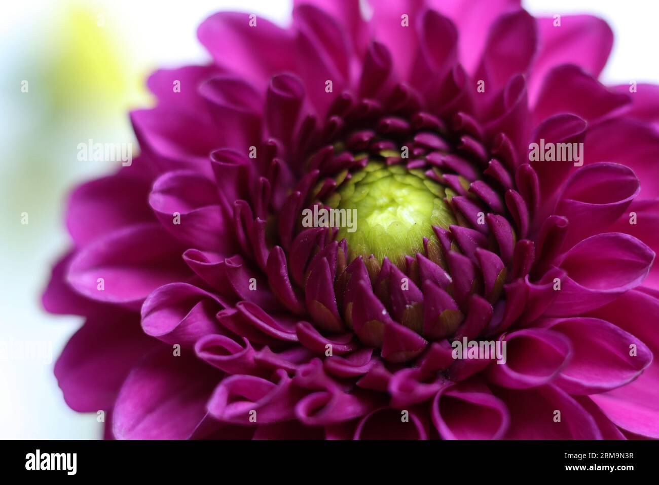 primo piano di un singolo fiore di dahlia rosa brillante Foto Stock