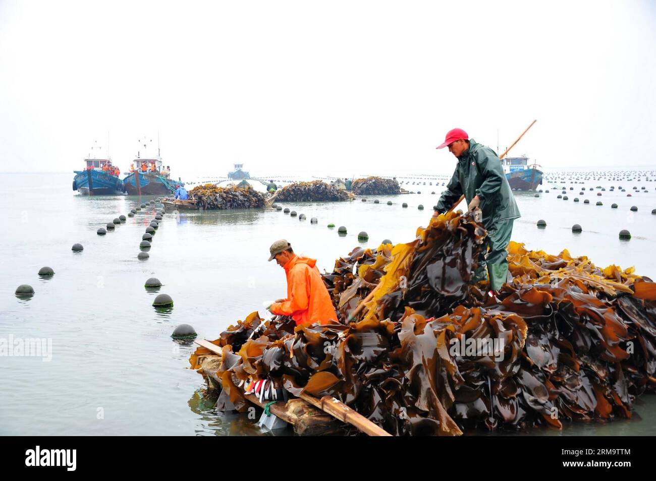 I lavoratori raccolgono alghe marine al largo della costa di Rongcheng, provincia dello Shandong della Cina orientale, 1° giugno 2014. A Rongcheng, i lavoratori sono impegnati a raccogliere alghe commestibili man mano che arriva la stagione del raccolto. Rongcheng è un'importante piantatrice e produttrice di alghe marine commestibili in Cina, producendo ogni anno oltre la metà dei prodotti di alghe marine del paese. (Xinhua/Ren Mengxue) (lmm) CHINA-SHANDONG-RONGCHENG-SEAWEED-HARVEST (CN) PUBLICATIONxNOTxINxCHN Workers Harvest Seaweeds off the Coast of Rongcheng East China S Shan Dong Province 1 giugno 2014 a Rongcheng i lavoratori sono impegnati a raccogliere alghe commestibili come stagione della vendemmia Foto Stock