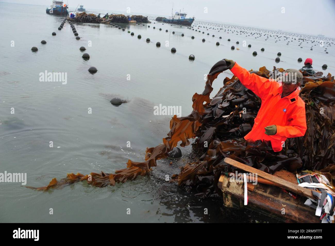 Un operaio tira su un'alga in una zona di raccolta al largo della costa di Rongcheng, provincia dello Shandong della Cina orientale, 1 giugno 2014. A Rongcheng, i lavoratori sono impegnati a raccogliere alghe commestibili man mano che arriva la stagione del raccolto. Rongcheng è un'importante piantatrice e produttrice di alghe marine commestibili in Cina, producendo ogni anno oltre la metà dei prodotti di alghe marine del paese. (Xinhua/Ren Mengxue) (lmm) CHINA-SHANDONG-RONGCHENG-SEAWEED-HARVESTING (CN) PUBLICATIONxNOTxINxCHN un lavoratore tira su un'alga in una zona di raccolta al largo della costa di Rongcheng nella provincia di Shan Dong della Cina orientale 1 giugno 2014 a Rongcheng i lavoratori sono collettori occupati Foto Stock