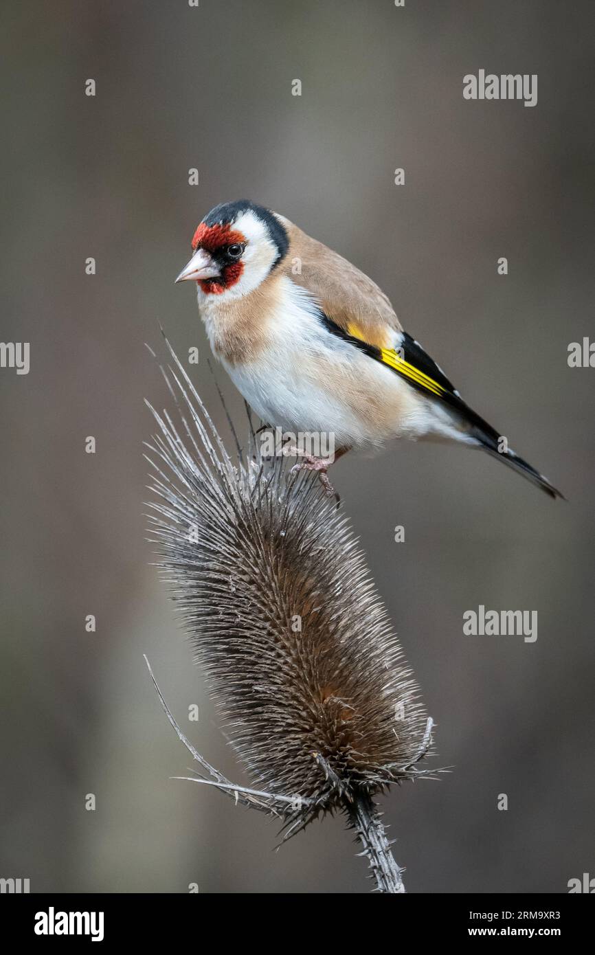 Primo piano del goldfinch europeo (Carduelis carduelis). Italia Foto Stock