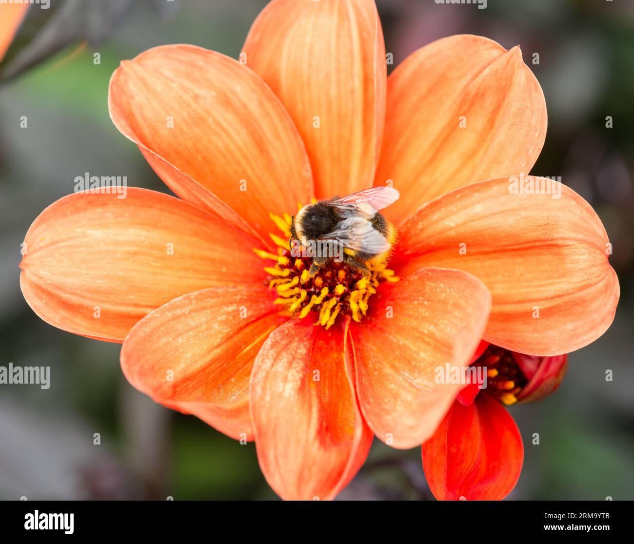 Gazania, producono grandi teste di fiori composite simili a margherita in tonalità brillanti di rosa, giallo e arancione, Foto Stock