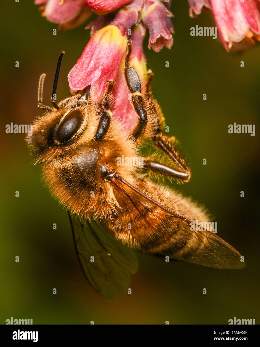 Ape del miele Foto Stock