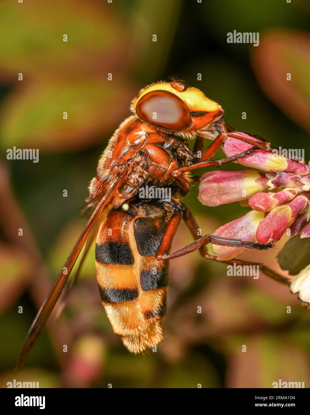 Hornet mimare Hoverfly Volucella zonaria Foto Stock