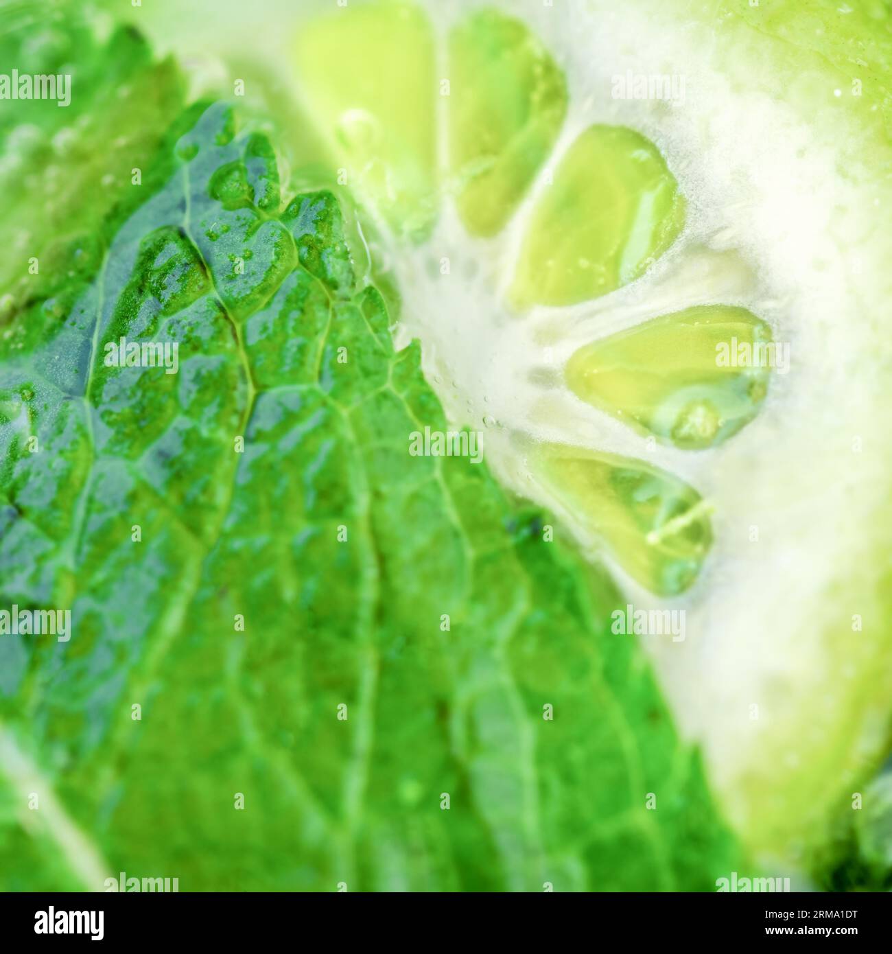 Lime e menta. Primo piano di una lime fresca e foglie di menta. Cocktail Mojito Foto Stock