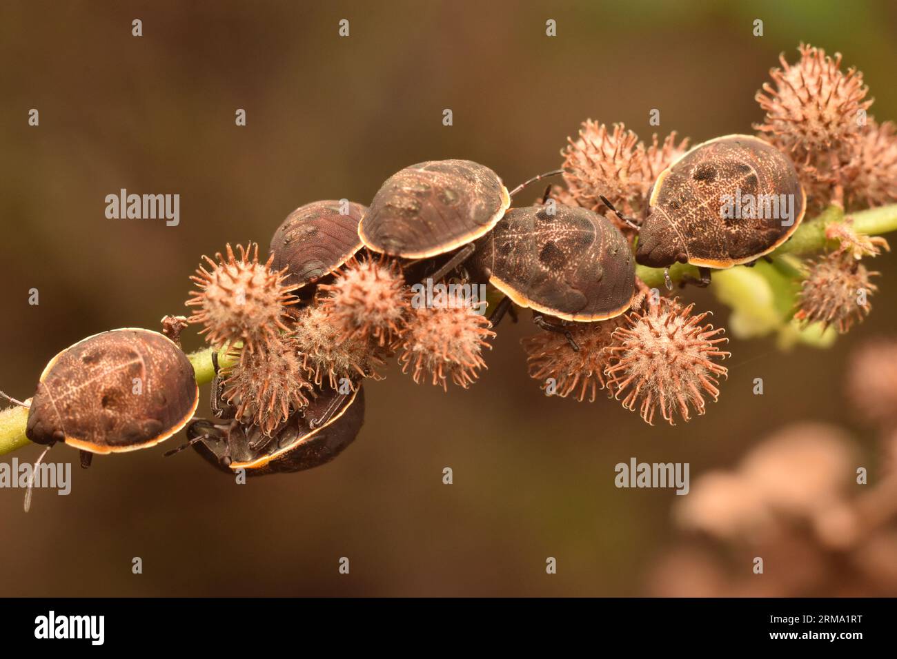 Un gruppo di insetti schermati tartarughe che poggiano sull'impianto. Hotea sp. Foto Stock