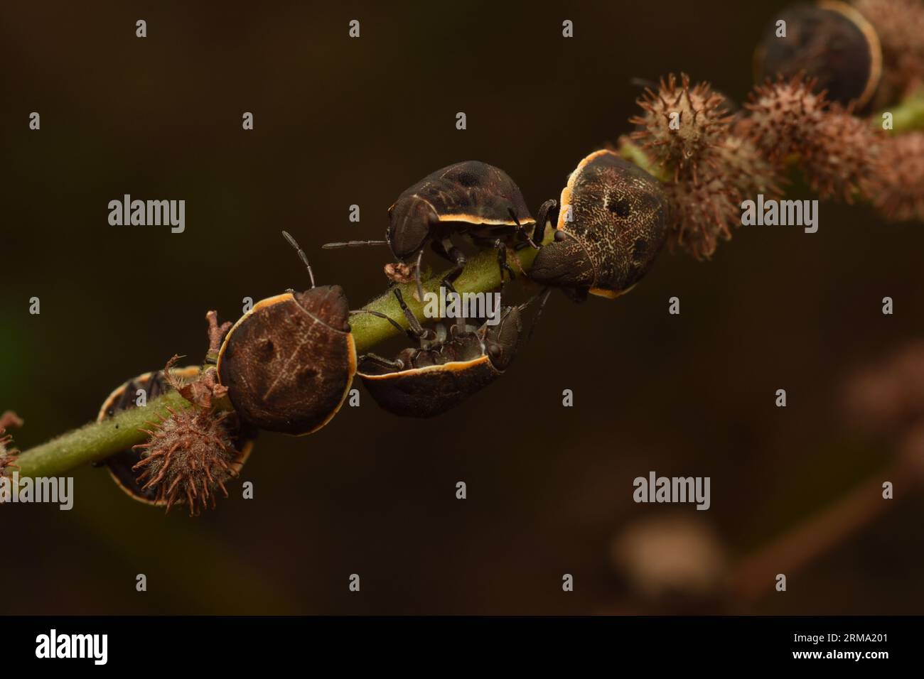 Un gruppo di insetti schermati tartarughe che poggiano sull'impianto. Hotea sp. Foto Stock