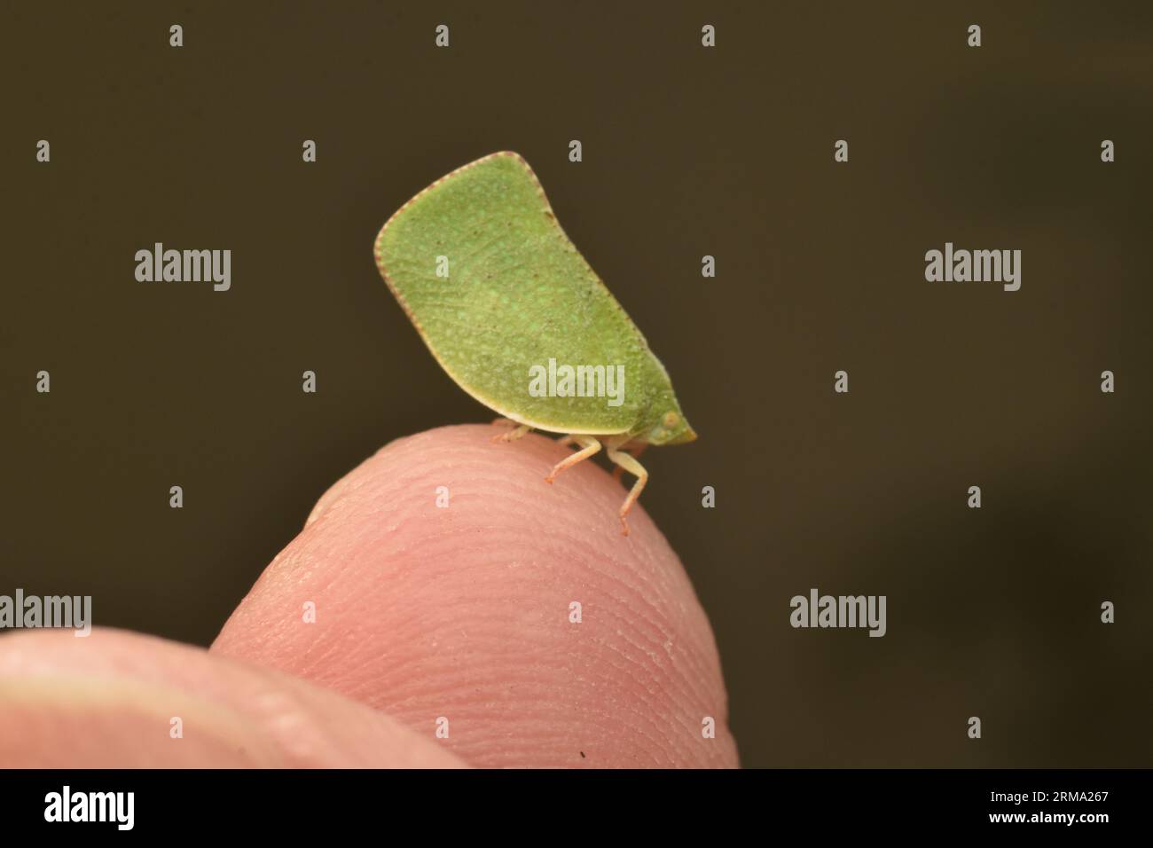 Flatido verde sul dito umano. planthopper. Siphanta. Foto Stock