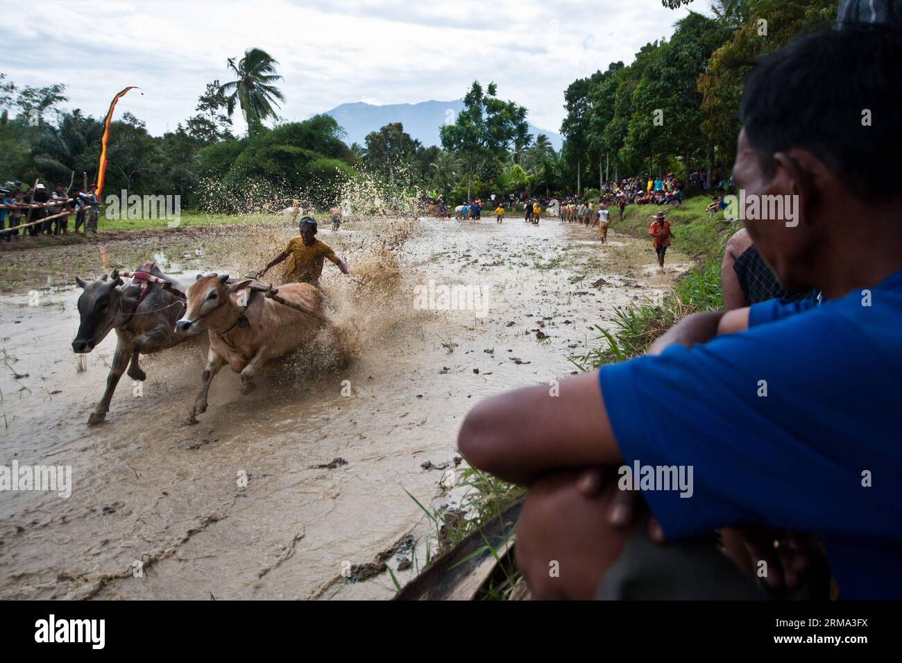 (140614) -- SUMATERA OCCIDENTALE, 14 giugno 2014 (Xinhua) -- la gente guarda un fantino che sprona il bestiame durante il PACU Jawi nel campo del distretto di Rambatan, provincia di Sumatera occidentale, Indonesia, 14 giugno 2014. Il PACU Jawi (bestiame sperone) è un gioco tradizionale che è stato originariamente praticato dagli agricoltori dopo la stagione del raccolto per il tempo libero e un mezzo di intrattenimento per la comunità locale. (Xinhua/veri Sanovri) (SP) INDONESIA-SUMATERA OCCIDENTALE-PACU JAWI PUBLICATIONxNOTxINxCHN WEST 14 giugno 2014 le celebrità di XINHUA guardano un bestiame da fantino durante il PACU nel campo della Provincia OCCIDENTALE del Distretto Indonesia J Foto Stock