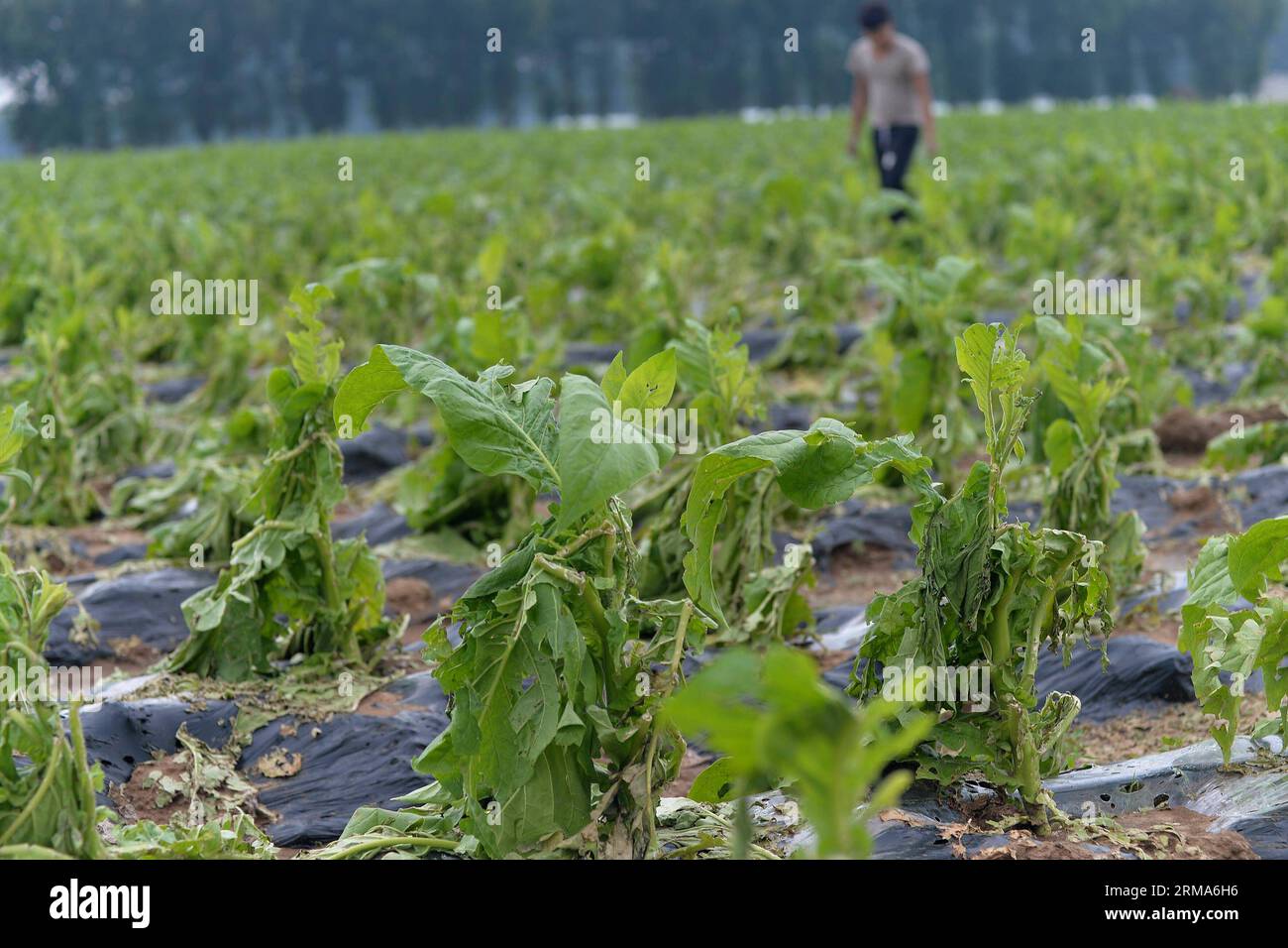 (140620) -- CHAOYANG, 20 giugno 2014 (Xinhua) -- Un contadino controlla la condizione del cavolo colpito dalle grandine nel villaggio di Taipingzhuang sotto la contea di Jianping della città di Chaoyang, provincia di Liaoning della Cina nordorientale, 20 giugno 2014. Venti forti e grandine hanno colpito la contea mercoledì sera, causando inondazioni e colpendo circa 31.000 persone. [Xinhua/Bai Tiejun] (mp) CHINA-LIAONING-GALE-HAIL (CN) PUBLICATIONxNOTxINxCHN Chao Yang 20 giugno 2014 XINHUA A a Farmer controlla le condizioni del cavolo colpito da Hailer nel villaggio sotto Jian Ping County of Chao Yang City nella provincia di Liaoning della Cina nordorientale 20 giugno 2014 Foto Stock