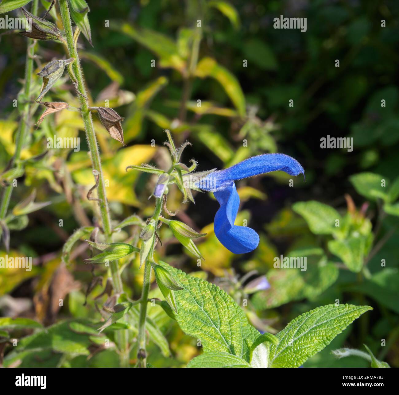 La Salvia patens 'Cambridge Blue' Foto Stock