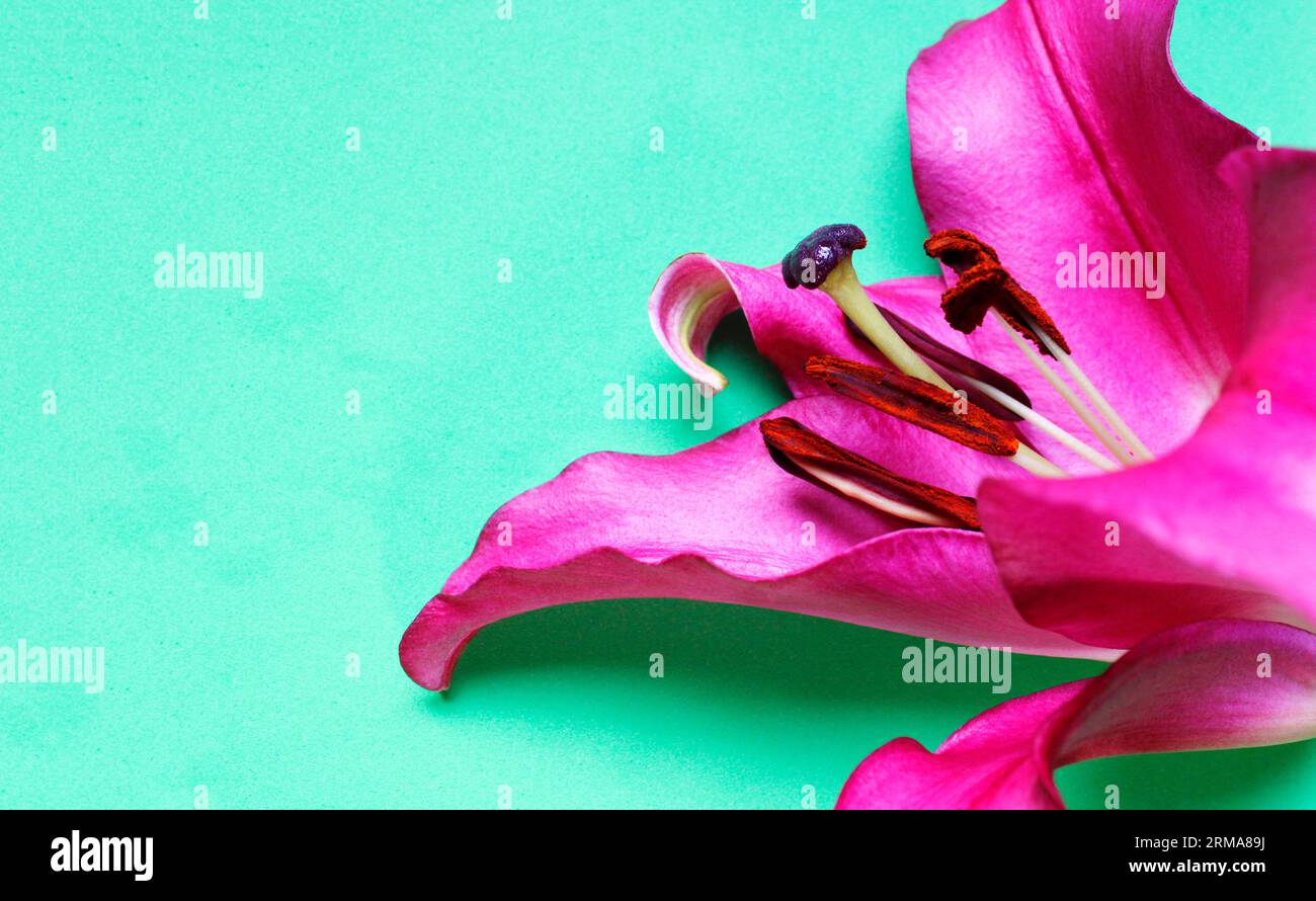 Dettaglio pistola rosa con fiori di giglio Foto Stock
