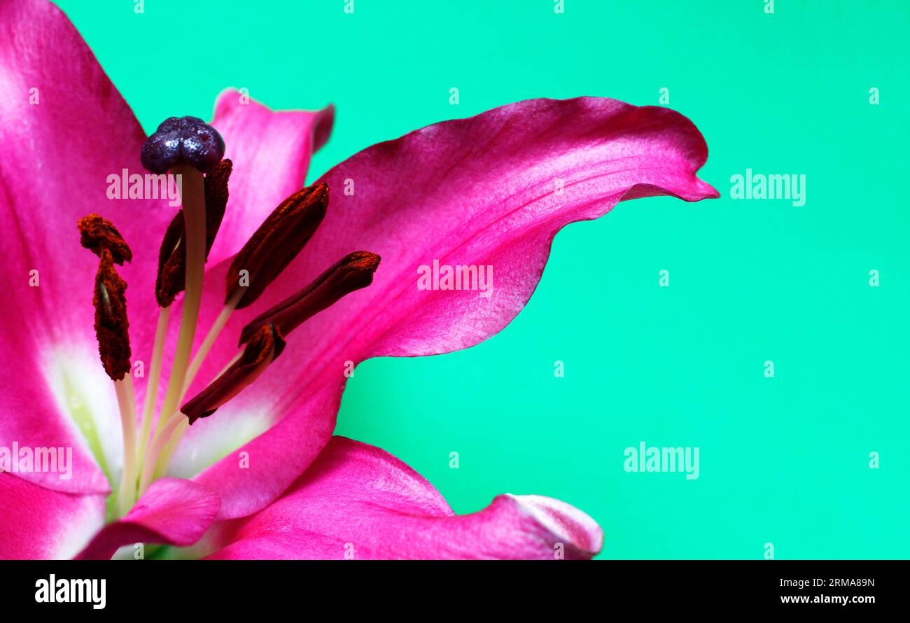 Dettaglio pistola rosa con fiori di giglio Foto Stock