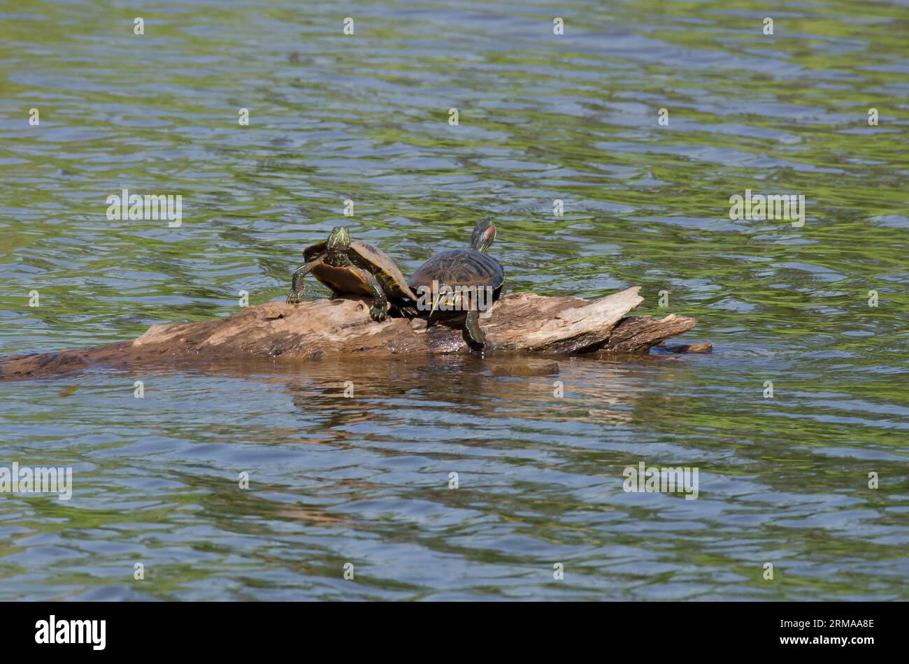 Cursori dalle orecchie rosse, Trachemys scripta elegans, che si crogiolano Foto Stock