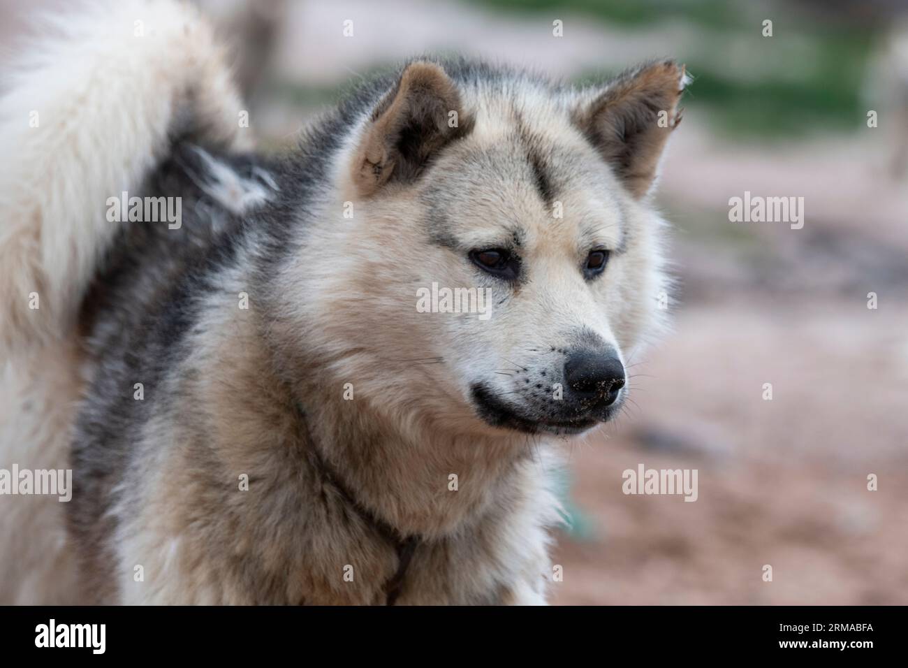 Groenlandia nordoccidentale, Thule Bay, Siroapaluk. La comunità più settentrionale della Groenlandia con una popolazione di soli 45 abitanti. Tipico cane da slitta della Groenlandia Foto Stock