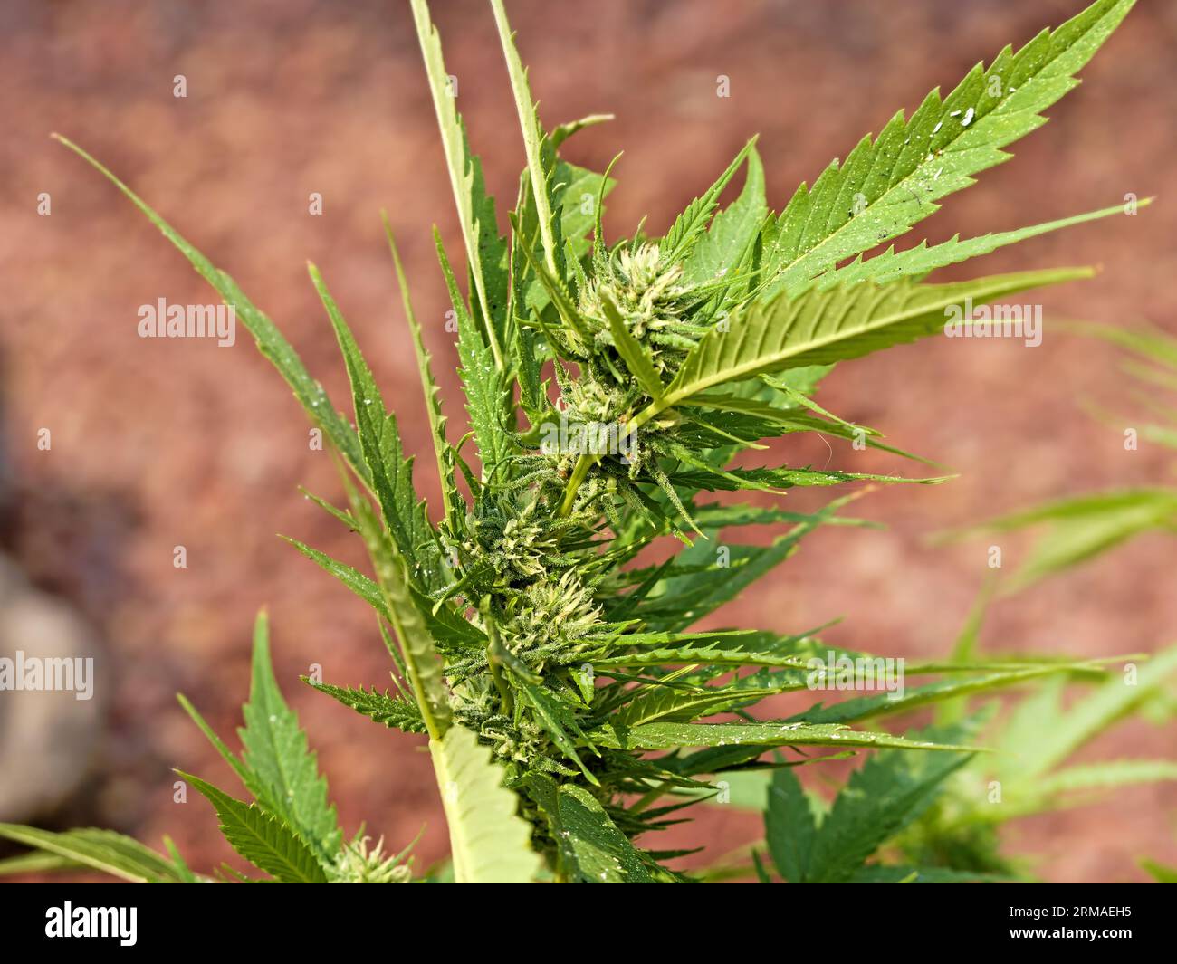 La famiglia della canapa (Cannabaceae) è una famiglia di piante nell'ordine delle rose (Rosales). I circa undici generi con circa 170 specie sono distri Foto Stock