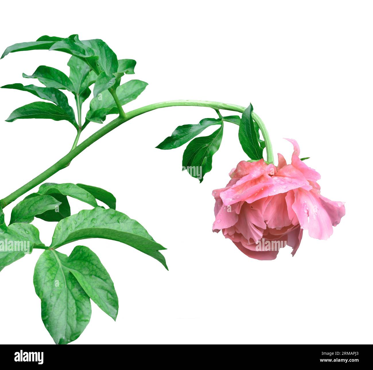 Un'elegante peonia rosa con foglie isolate su sfondo bianco da vicino. Il delicato fiore di peonia si inchinò la testa sotto il peso delle goccioline d'acqua Foto Stock