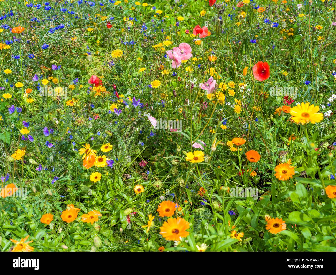 Blumenwiese Sommer im Foto Stock