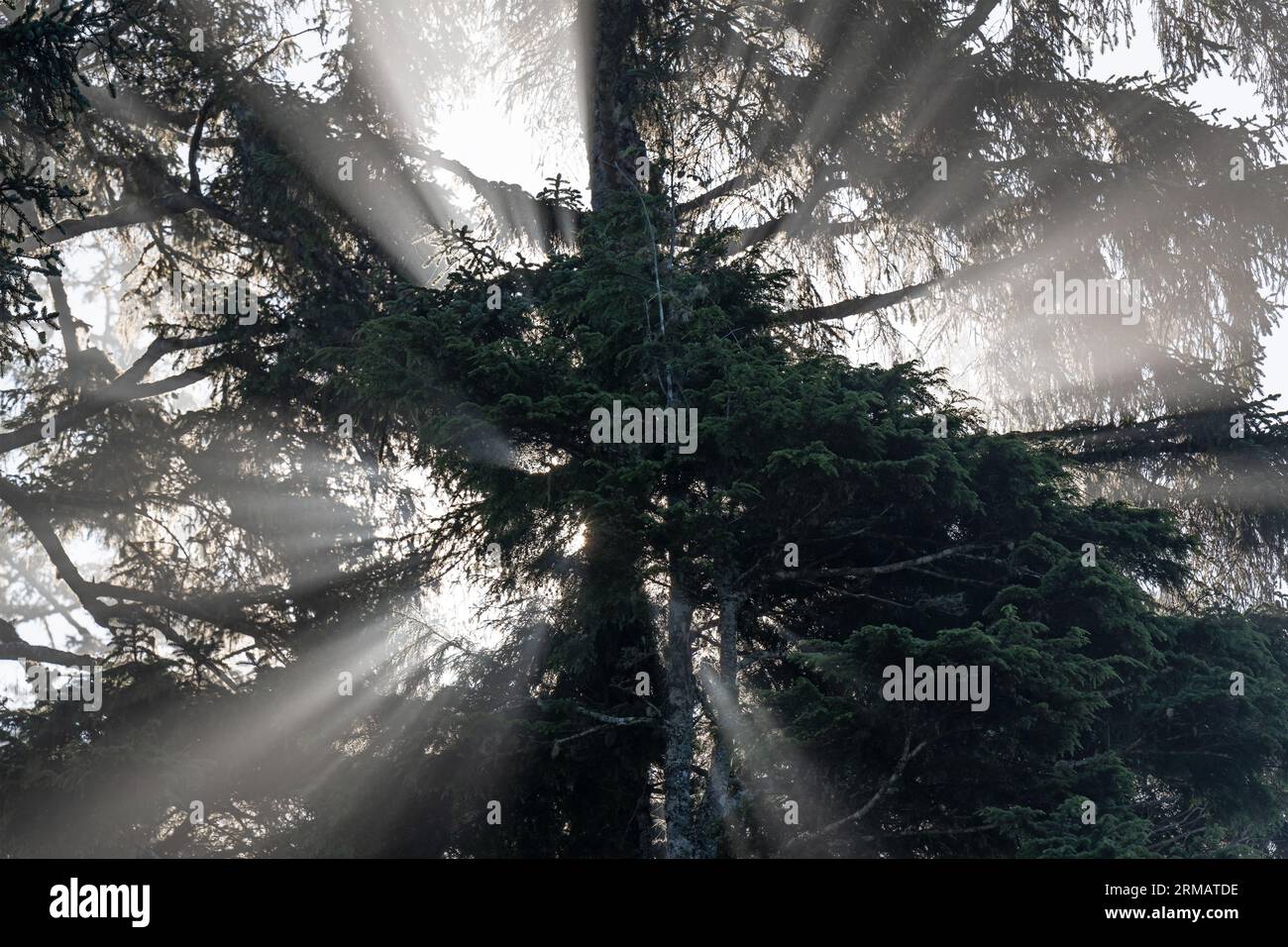 Raggio del sole e raggi del sole con un antico albero di cedro rosso occidentale (Thuja plicata), Cathedral Grove, parco provinciale di Macmillan, Isola di Vancouver, Canada. Foto Stock