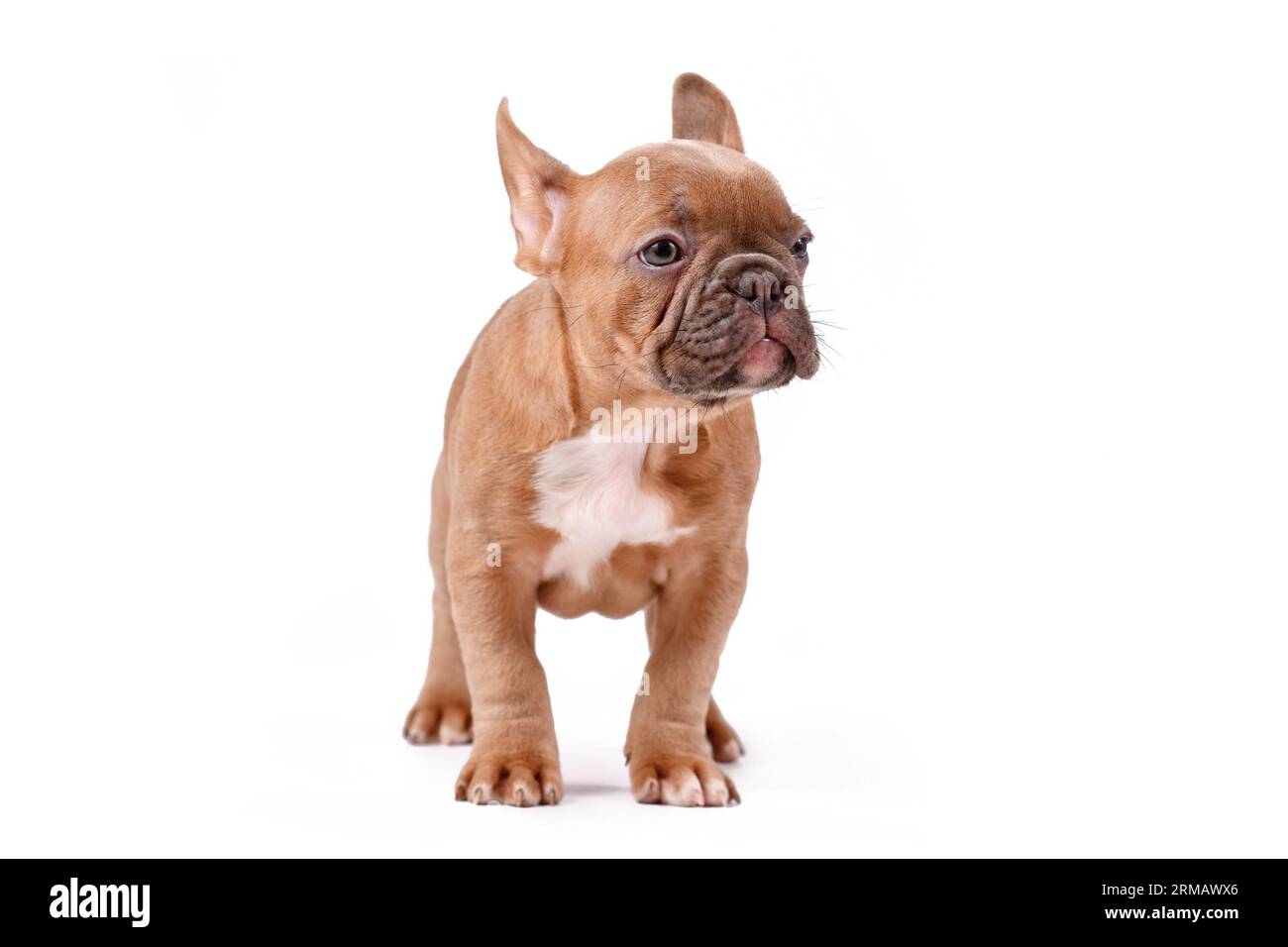 Cucciolo di cane Bulldog francese fulvo blu su sfondo bianco Foto Stock