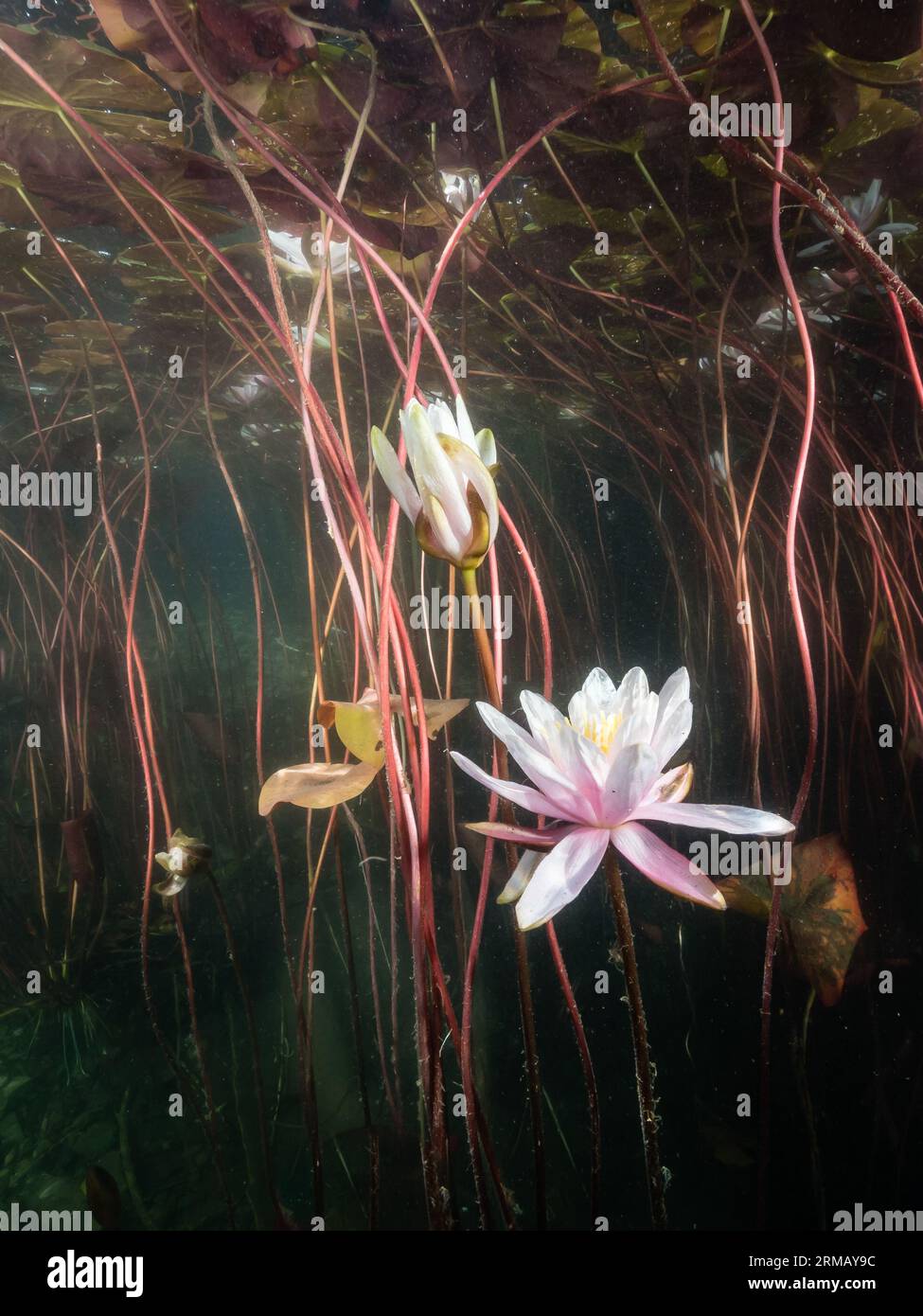 Seerosen (Nymphaea) ,ninfee,Seerosenblüte,NRW,Germania Foto Stock