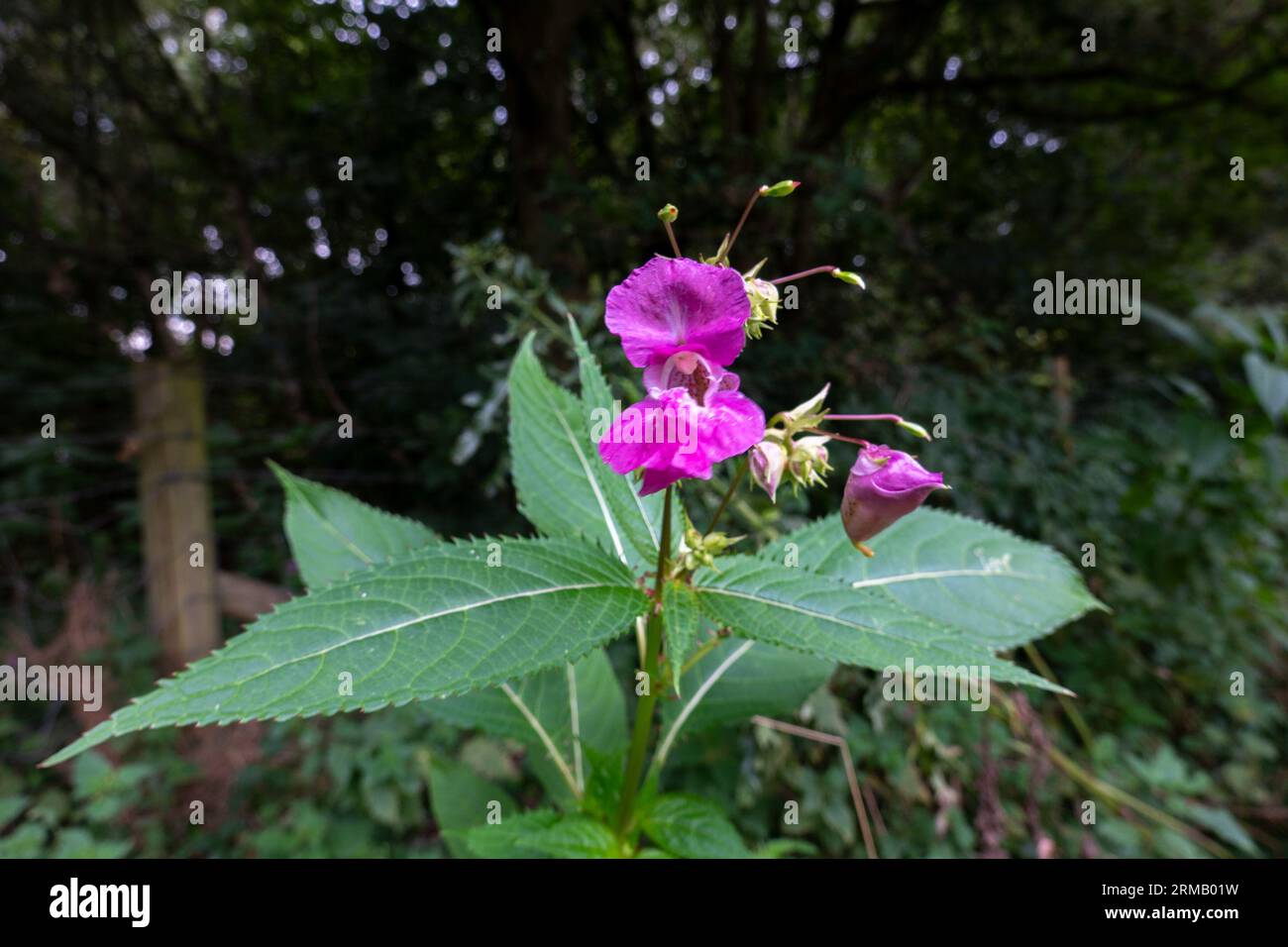 Impatiens glandulifera, balsamo himalayano, fiori Foto Stock