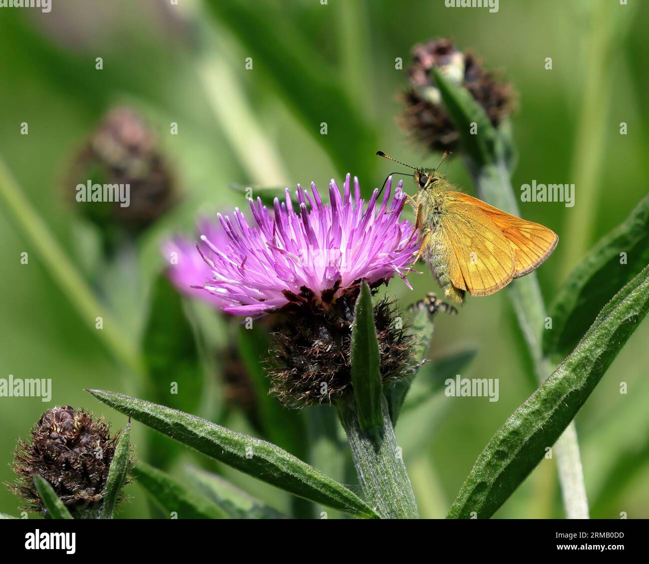 Piccola Skipper butterfly (Thymelicus sylvestris) Foto Stock