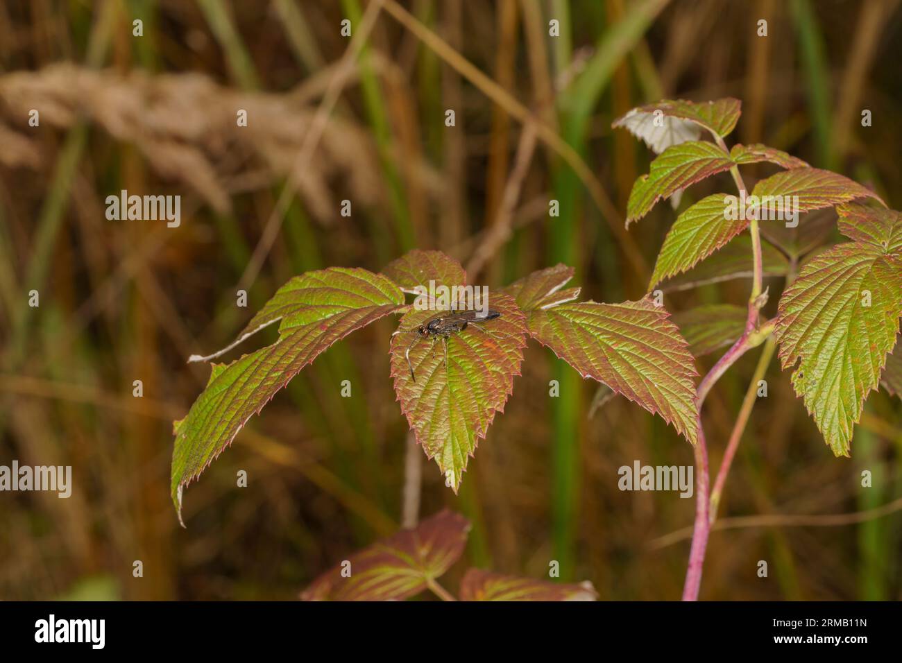 Cratichneumon sicarius famiglia Ichneumonidae genere Cratichneumon Parasitoid vespa natura selvaggia carta da parati fotografica insetti Foto Stock