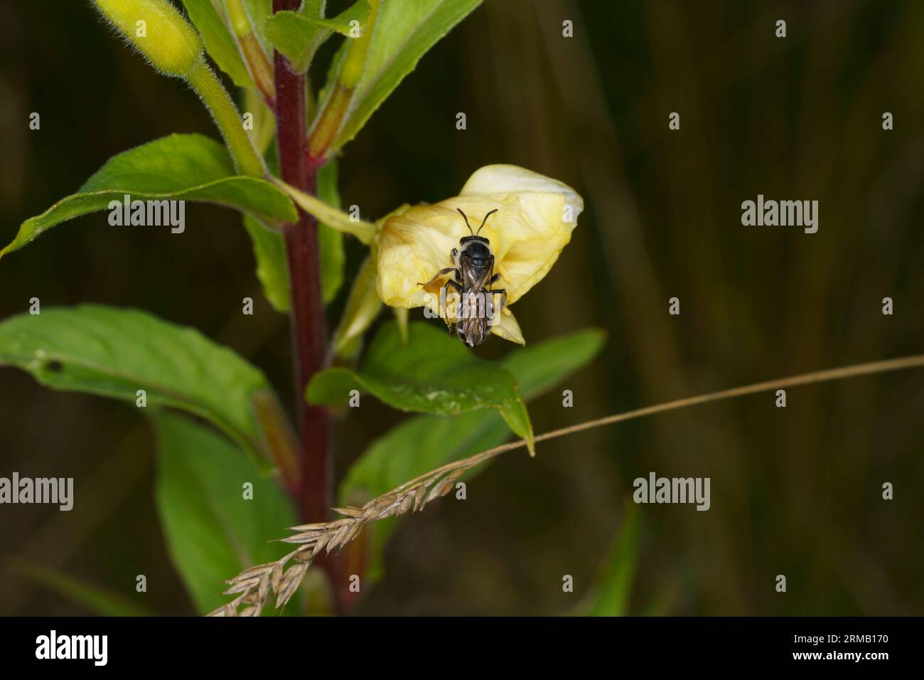 Lasioglossum zonulum famiglia Halictidae genere Lasioglossum testa di toro solco api natura selvaggia insetto carta da parati Foto Stock