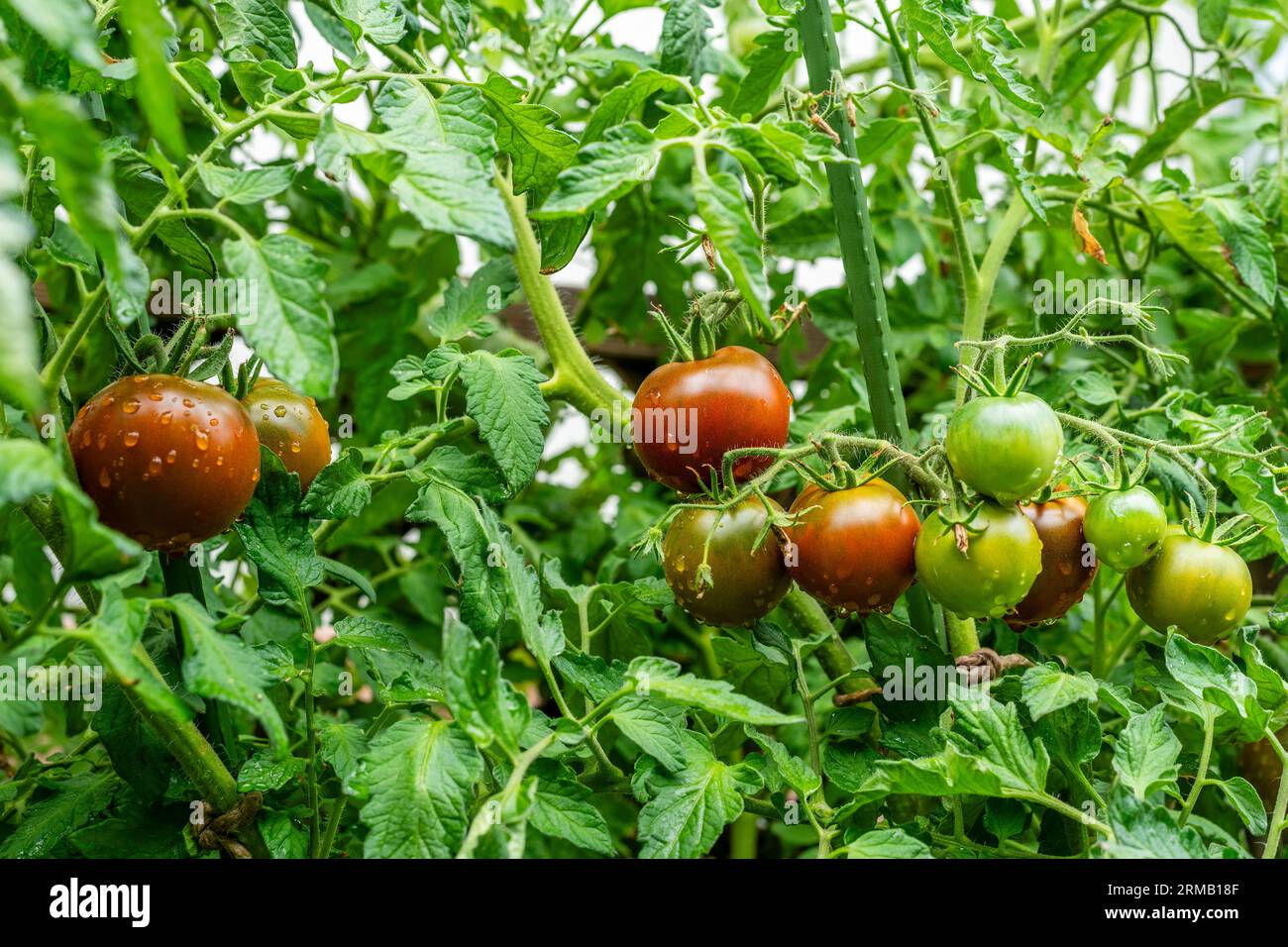 KAKAO F1 POMODORO IBRIDO. I frutti rotondi maturano a marrone scuro con colletto verde. Gocce d'acqua. Foto Stock