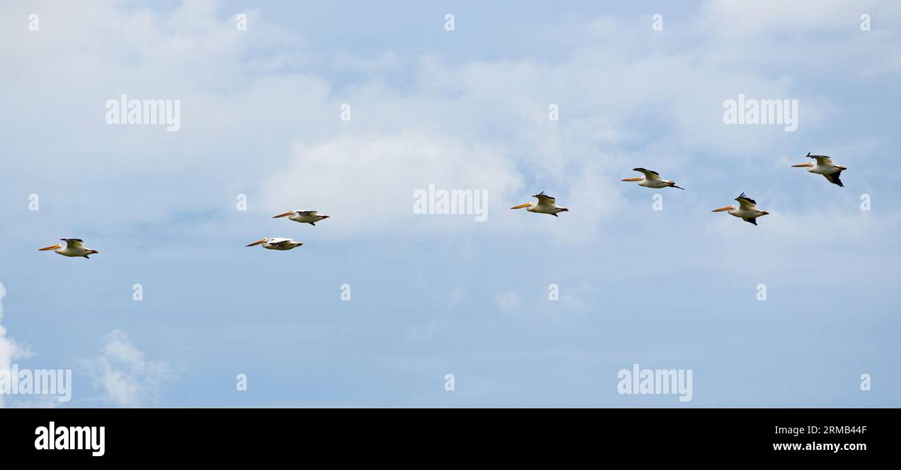 I pellicani bianchi americani (Pelecanus erythrorhynchos) sorvolano il Big Stone National Wildlife Refuge nel Minnesota. Foto Stock