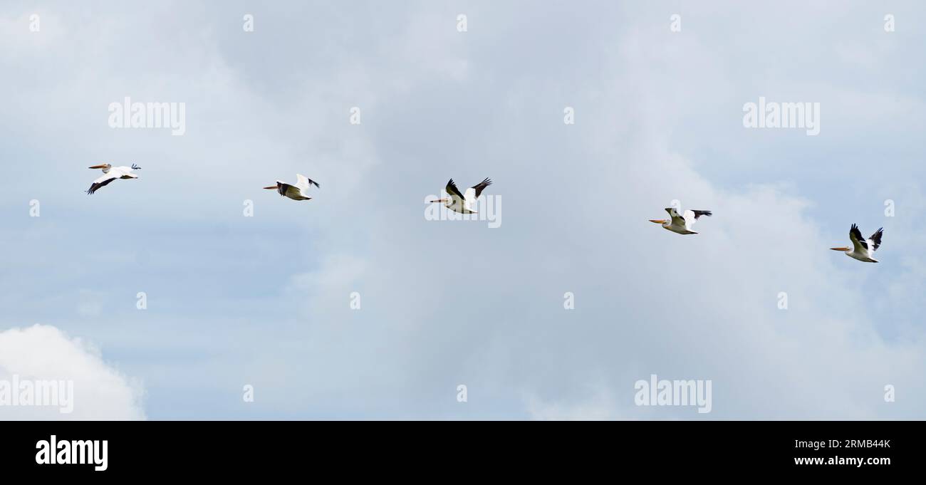 I pellicani bianchi americani (Pelecanus erythrorhynchos) sorvolano il Big Stone National Wildlife Refuge nel Minnesota. Foto Stock