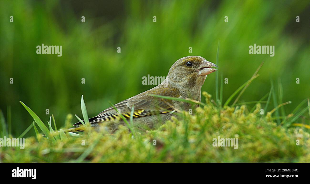 European Greenfinch, carduelis chloris, Female Eating Seeds, Normandia Foto Stock