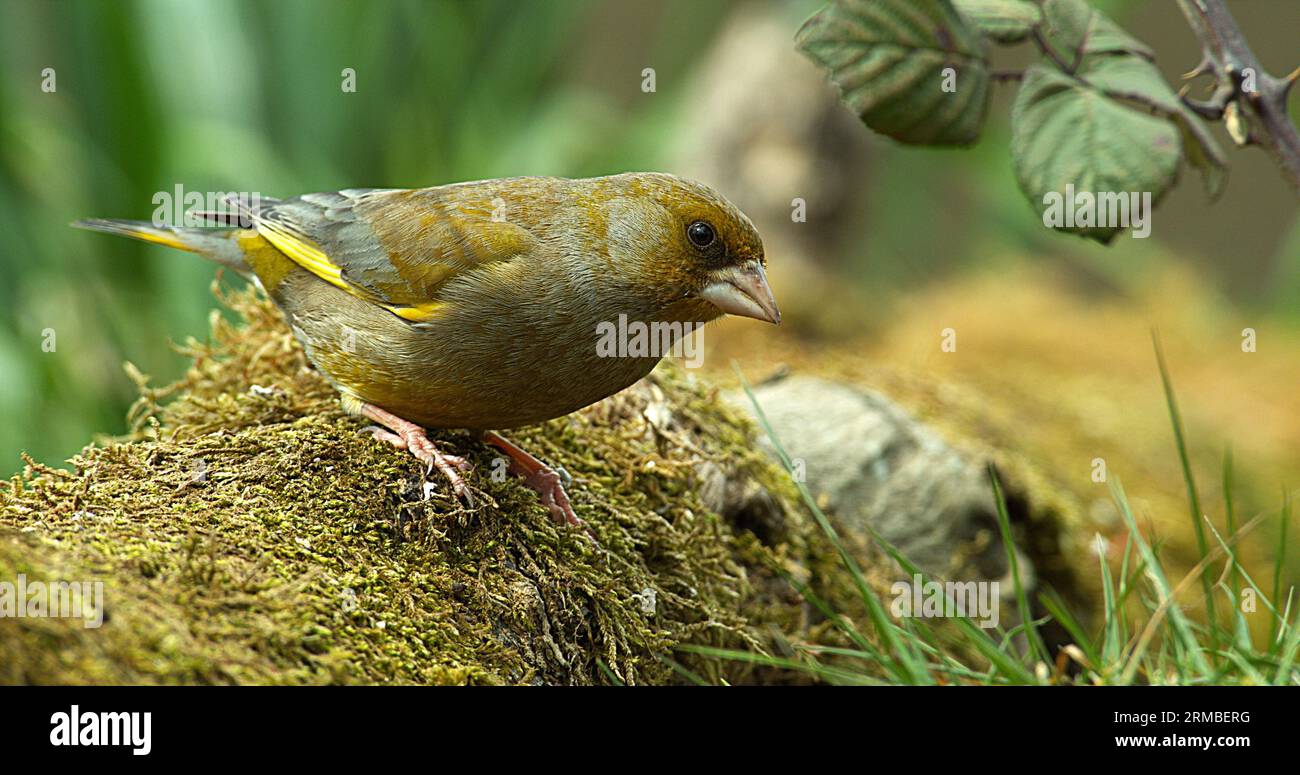 European Greenfinch, carduelis chloris, Female, Normandy Foto Stock