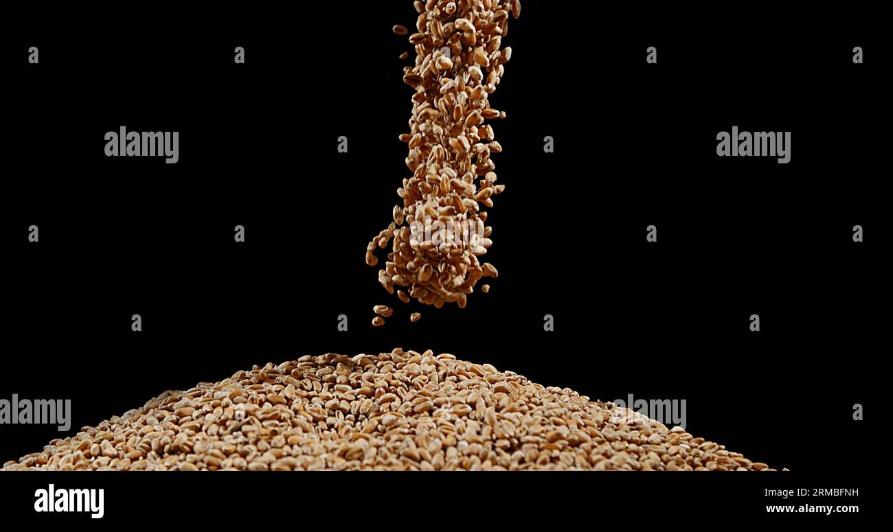 Wheat, triticum sp, Falling Against Black background Foto Stock