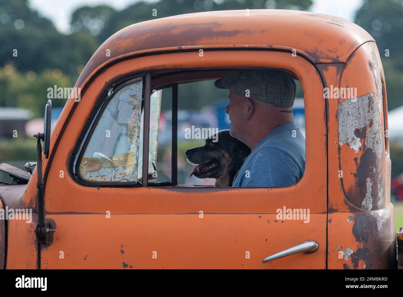 Hampshire, Regno Unito, 27 agosto 2023: Uomo e cane in cabina di un camion d'epoca, illusione di guida, nell'ultimo giorno della tre giorni inaugurale Fordingbridge Steam e Vintage Fest. Paul Biggins/Alamy Live News Foto Stock