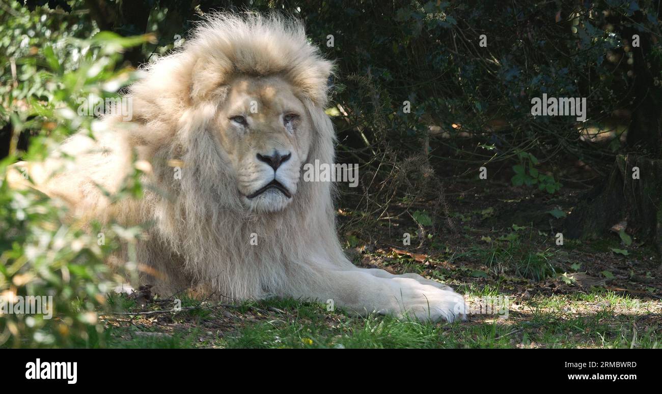 Leone bianco, panthera leo krugensis, maschili Foto Stock