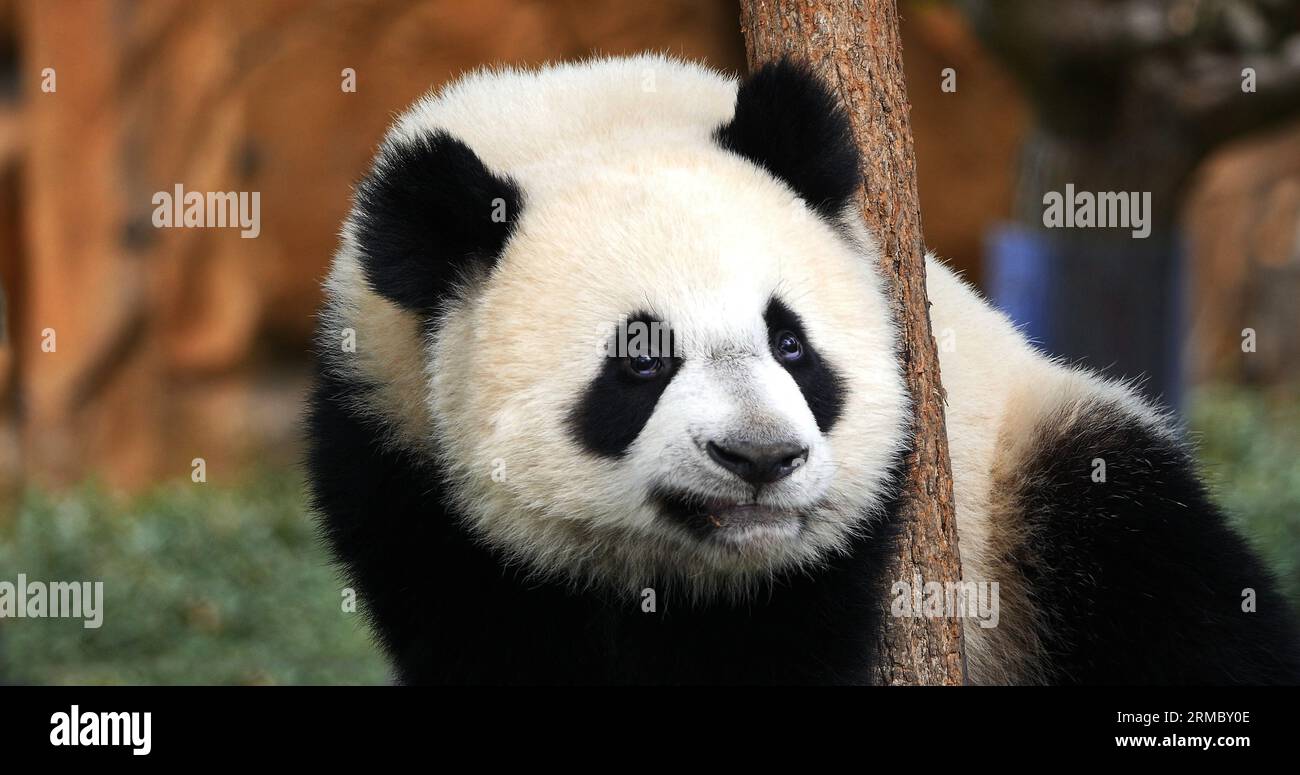 Panda gigante, ailuropoda melanoleuca, Ritratto adulto, Beauval Zoo in Francia Foto Stock