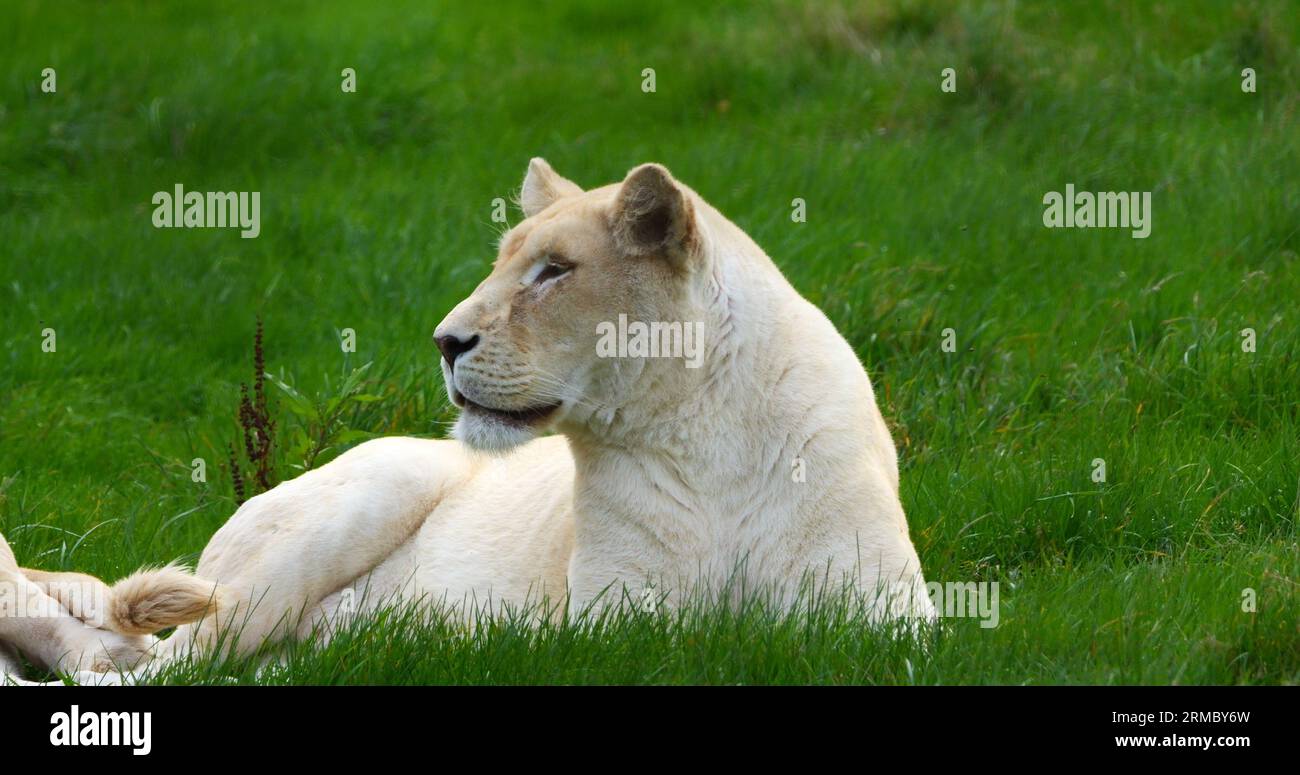 Leone bianco, panthera leo krugensis, posa femminile Foto Stock