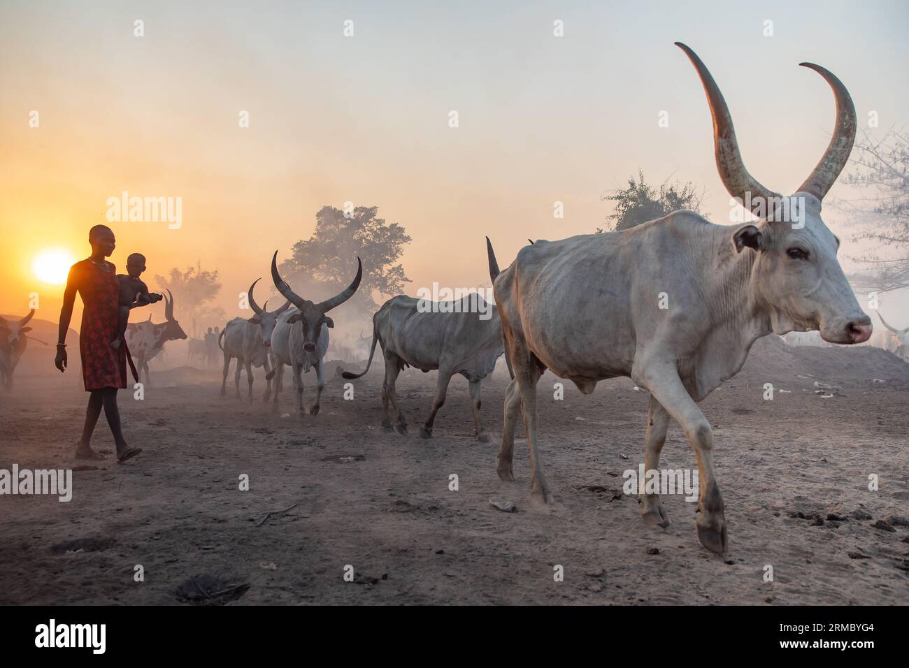 Mucche al campo di Mundari Foto Stock