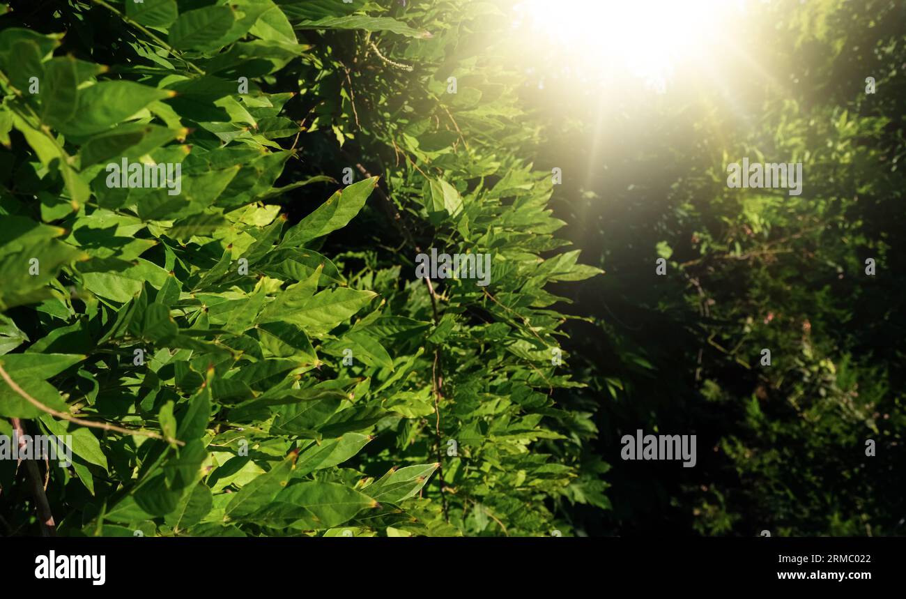 Scenografico sfondo verde naturale al sole retroilluminato. Sfondo naturale con spazio per il testo e decorato con luce solare Foto Stock