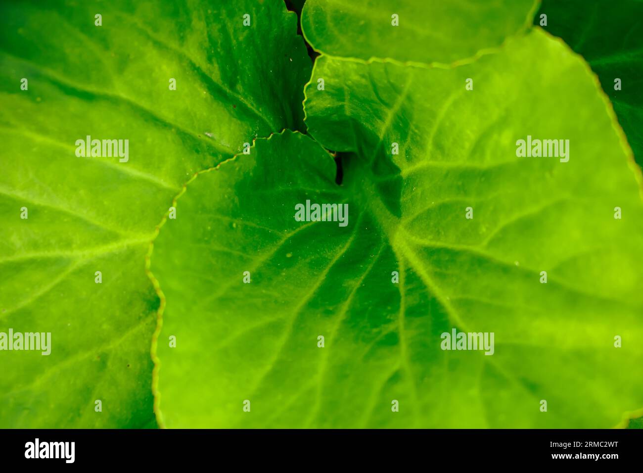 Primo piano foglia verde. Vene sulle macro vegetali. Sfondo naturale. Foto Stock