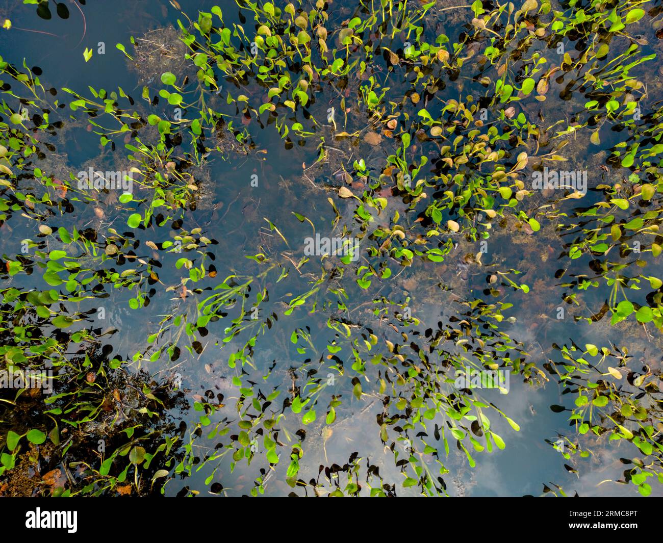 Primo piano di foglie verdi brillanti che crescono attraverso la superficie dell'acqua nel famoso Pantanal, la più grande zona umida d'acqua dolce del mondo Foto Stock