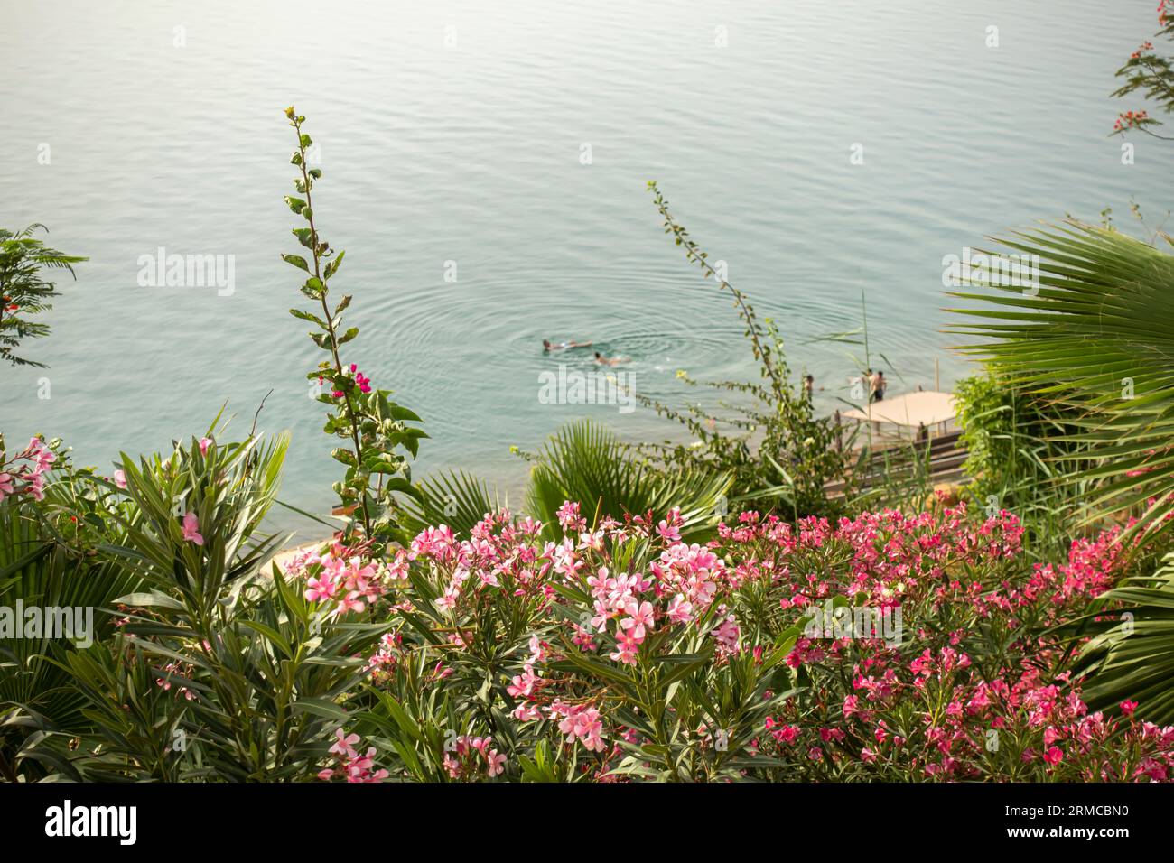Oleandro (Nerium oleander), pianta autoctona tollerante alla siccità nella regione del Mediterraneo orientale. Mar morto Giordania Foto Stock