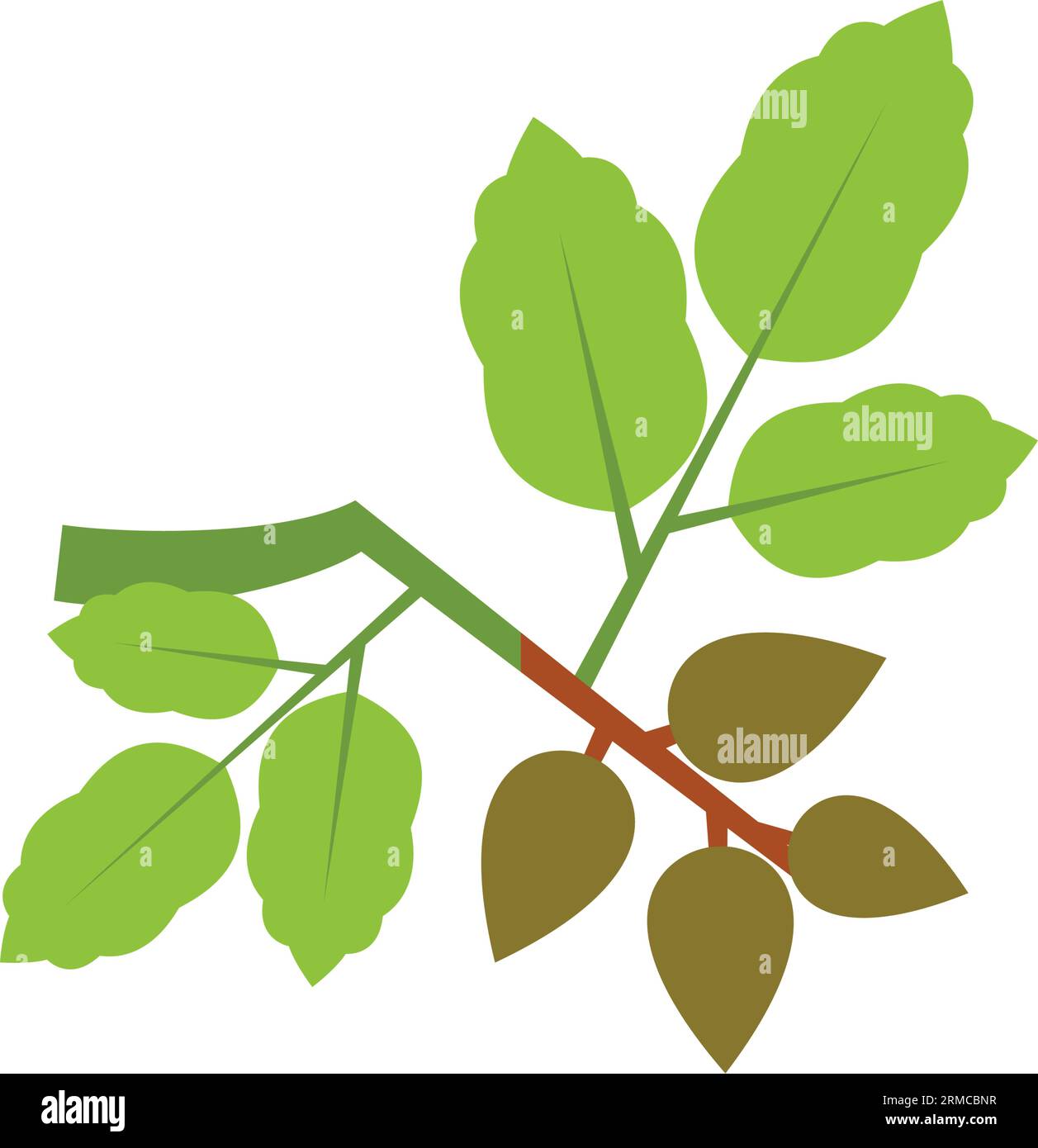 Icona del vettore di branca del pistacchio Illustrazione Vettoriale