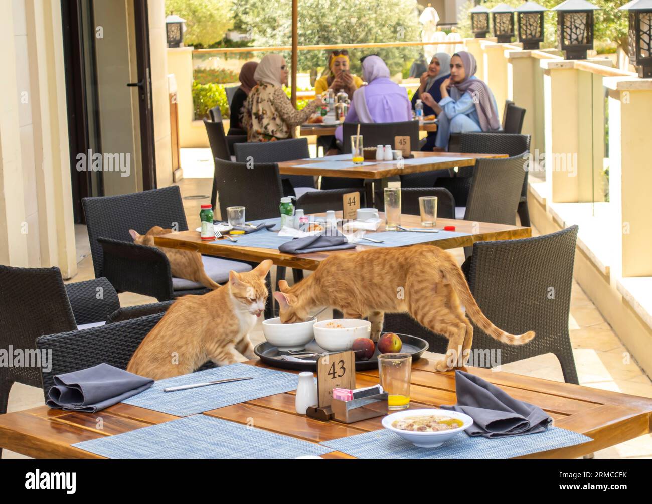 I gatti mangiano dai piatti rimasti nell'area colazione del lussuoso hotel al Manara Aqaba Jordan Foto Stock