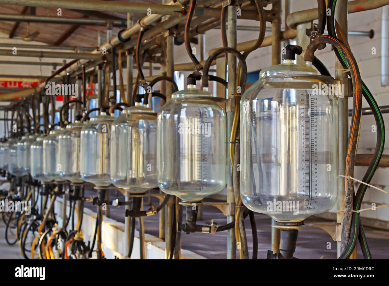 serbatoio di stoccaggio del latte in vetro in un laboratorio di mungitura, contea luannana, cina Foto Stock