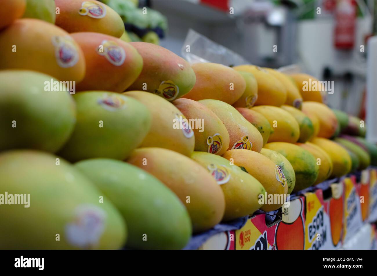 Gruppo di papaie gialle in vendita in un negozio di frutta. Salvador, Bahia. Foto Stock