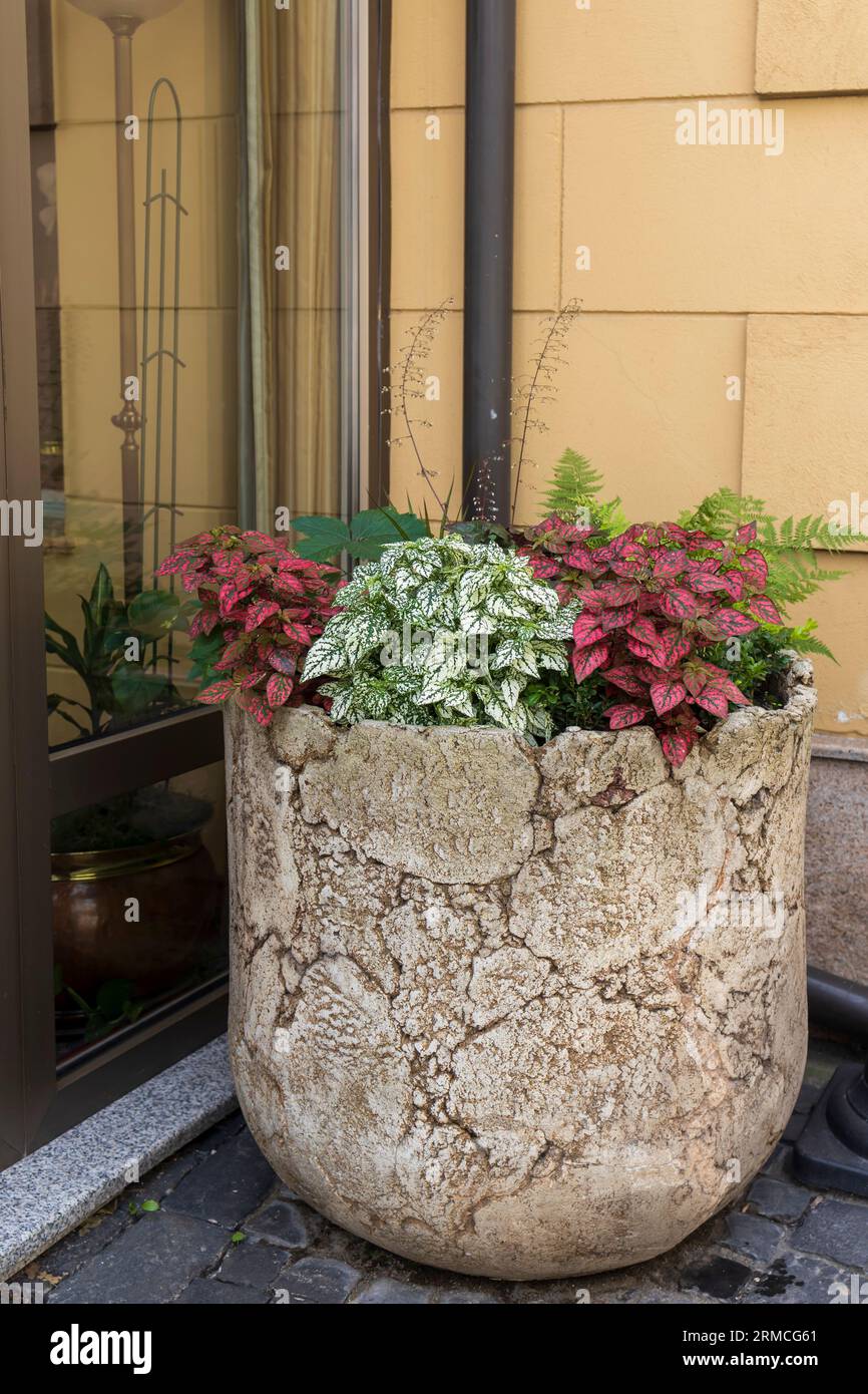 Gli ipoesti verdi e rosa, il coleo e le foglie di edera adornano in un alto vaso di pietra vicino al ristorante. Foto Stock